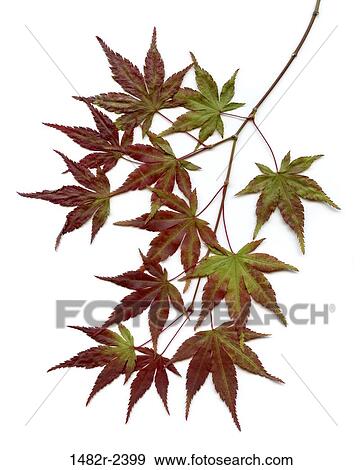Stock Photo - Red and green Japanese Maple (Acer palmatum) leaves. Fotosearch