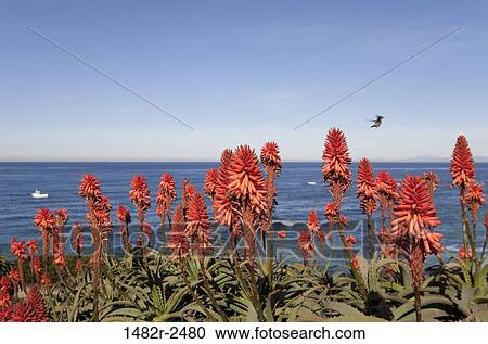 Stock Image - Red desert flowers blooming at seaside, La Jolla, California, USA. Fotosearch