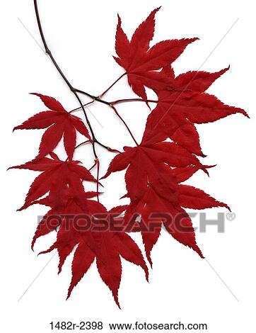 Red Japanese Maple (Acer palmatum) leaves View Large Photo Image Stock Photo - Red Japanese Maple (Acer palmatum) leaves. Fotosearch
