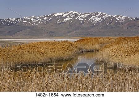 Picture - Reeds growing in the lake, Bear River Migratory Bird Refuge, Ogden, Utah, USA. Fotosearch