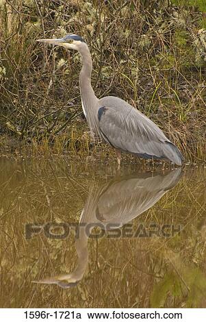 Reflection of Great Blue heron (Ardea Herodias) in water, Salishan Nature Trail, Lincoln City, Lincoln County, Oregon, USA View Large Photo Image Stock Image - Reflection of Great Blue heron (Ardea Herodias) in water, Salishan Nature Trail, Lincoln City, Lincoln County, Oregon, USA. Fotosearch