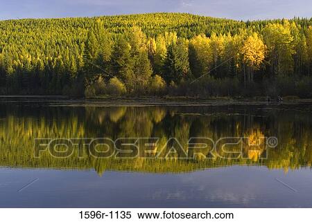 Reflection of trees in a lake, Big Meadow Lake, Colville National Forest, Washington State, USA View Large Photo Image Stock Photography - Reflection of trees in a lake, Big Meadow Lake, Colville National Forest, Washington State, USA. Fotosearch