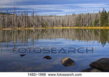 Reflection of trees in a lake, Jack Lake, Willamette National Forest, Oregon, USA View Large Photo Image Stock Photograph - Reflection of trees in a lake, Jack Lake, Willamette National Forest, Oregon, USA. Fotosearch