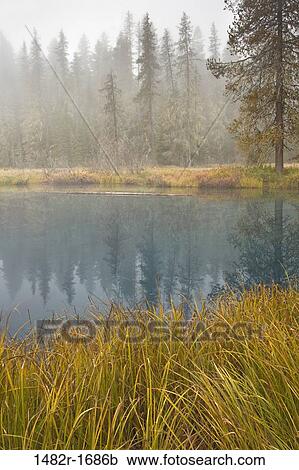 Reflection of trees in a lake, Little Crater Lake, Mount Hood National Park, Portland, Oregon, USA View Large Photo Image Stock Image - Reflection of trees in a lake, Little Crater Lake, Mount Hood National Park, Portland, Oregon, USA. Fotosearch