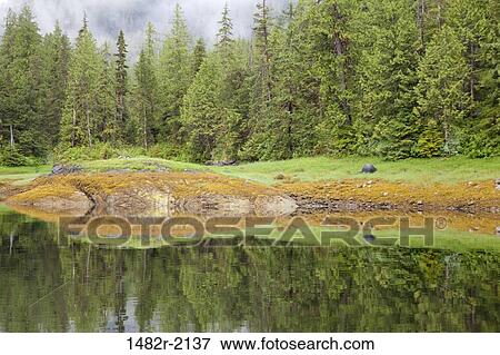 Reflection of trees in water, Bailey Bay Hot Springs, Ketchikan, Alaska, USA View Large Photo Image Stock Photo - Reflection of trees in water, Bailey Bay Hot Springs, Ketchikan, Alaska, USA. Fotosearch