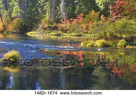 Reflection of trees in water, Rogue River, Rogue River National Forest, Oregon, USA View Large Photo Image Picture - Reflection of trees in water, Rogue River, Rogue River National Forest, Oregon, USA. Fotosearch