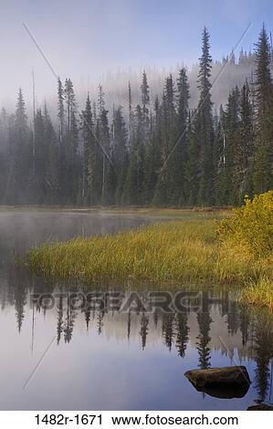 Reflection of trees in water, Scott Lake, Willamette National Forest, Oregon, USA View Large Photo Image Stock Image - Reflection of trees in water, Scott Lake, Willamette National Forest, Oregon, USA. Fotosearch