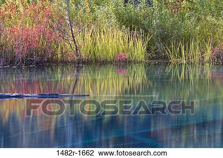 Stock Image - Reflection of wildflowers in a lake, Little Crater Lake, Mount Hood National Park, Portland, Oregon, USA. Fotosearch