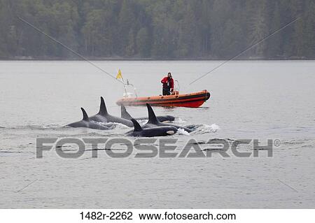 Researchers following Killer whales (Orcinus orca), Blackfish Sound, Vancouver Island, British Columbia, Canada View Large Photo Image Stock Image - Researchers following Killer whales (Orcinus orca), Blackfish Sound, Vancouver Island, British Columbia, Canada. Fotosearch