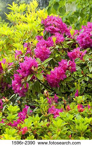 Rhododendron Plants In A Garden Crystal Springs Rhododendron