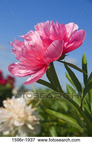 Salmon Beauty Peonies in a garden, Adelman Peony Gardens, Brooks, Marion County, Oregon, USA View Large Photo Image Stock Photo - Salmon Beauty Peonies in a garden, Adelman Peony Gardens, Brooks, Marion County, Oregon, USA. Fotosearch