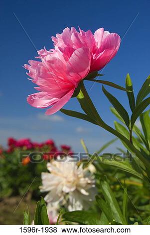 Salmon Beauty Peonies in a garden, Adelman Peony Gardens, Brooks, Marion County, Oregon, USA View Large Photo Image Stock Photo - Salmon Beauty Peonies in a garden, Adelman Peony Gardens, Brooks, Marion County, Oregon, USA. Fotosearch