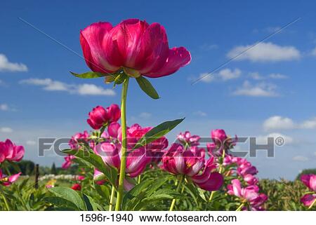 Stock Image - Scarlet O'Hara Peonies in a garden, Adelman Peony Gardens, Brooks, Marion County, Oregon, USA. Fotosearch