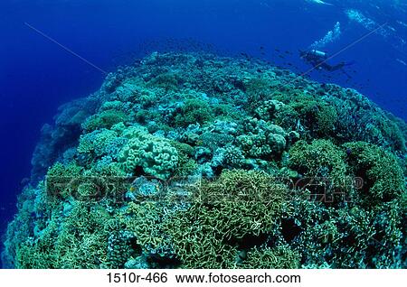 Scuba diver swimming near a coral reef View Large Photo Image Stock Photograph - Scuba diver swimming near a coral reef. Fotosearch