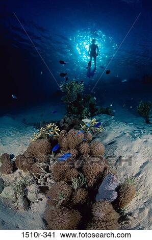 Scuba diver swimming underwater View Large Photo Image Stock Image - Scuba diver swimming underwater. Fotosearch