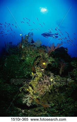 Scuba diver underwater View Large Photo Image Stock Photography - Scuba diver underwater. Fotosearch
