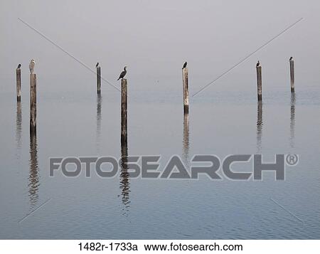 Sea birds perching on wooden pilings in the sea, Seabeck, Washington State, USA View Large Photo Image Stock Image - Sea birds perching on wooden pilings in the sea, Seabeck, Washington State, USA. Fotosearch
