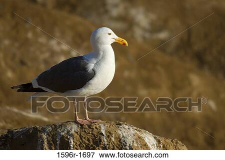 Seagull on a rock View Large Photo Image Stock Photo - Seagull on a rock. Fotosearch