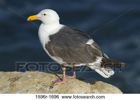 Stock Photograph - Seagull on a rock. Fotosearch