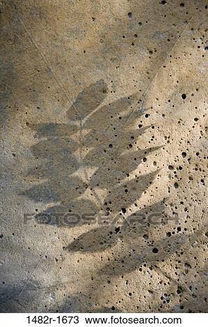 Shadow of a grape leaf on a rock, Rogue River National Forest, Oregon, USA View Large Photo Image Stock Image - Shadow of a grape leaf on a rock, Rogue River National Forest, Oregon, USA. Fotosearch
