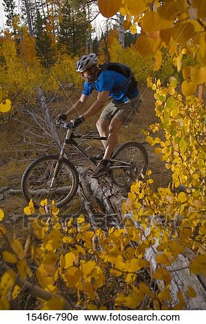 Side profile of a man mountain biking in a forest viewed through yellow aspen leaves, Lake Tahoe, California, USA View Large Photo Image Stock Image - Side profile of a man mountain biking in a forest viewed through yellow aspen leaves, Lake Tahoe, California, USA. Fotosearch