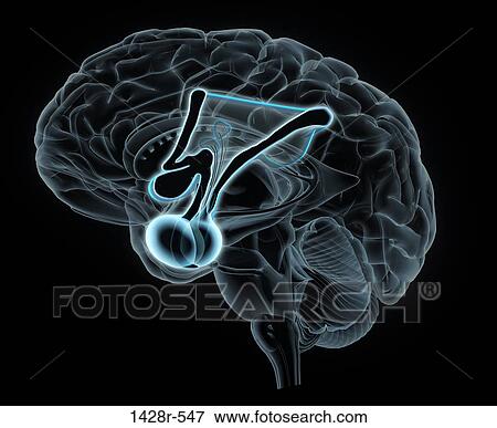 Side view of blue x-ray brain with enlarged highlighted view of the hypothalamic-pituitary-adrenal axis, faded brain in background View Large Photo Image Stock Photo - Side view of blue x-ray brain with enlarged highlighted view of the hypothalamic-pituitary-adrenal axis, faded brain in background. Fotosearch