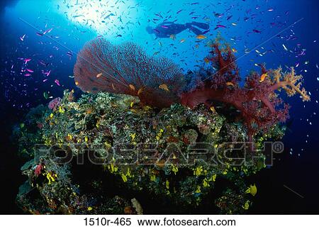 Stock Photography - Silhouette of a scuba diver swimming underwater. Fotosearch