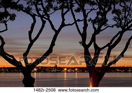 Silhouette of a tree with city in the background at sunset, Seaport Village, San Diego, California, USA View Large Photo Image Stock Photo - Silhouette of a tree with city in the background at sunset, Seaport Village, San Diego, California, USA. Fotosearch