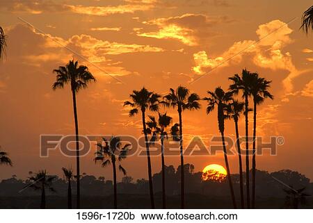 Stock Image - Silhouette of palm trees on the beach at sunset, Mission Bay Park, San Diego, California, USA. Fotosearch