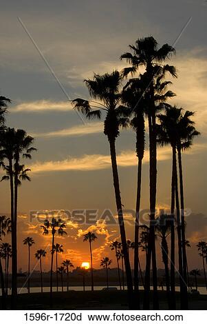Silhouette of palm trees on the beach at sunset, Mission Bay Park, San Diego, California, USA View Large Photo Image Stock Image - Silhouette of palm trees on the beach at sunset, Mission Bay Park, San Diego, California, USA. Fotosearch