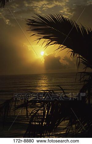 Silhouette of palm trees on the beach, Yucatan, Mexico View Large Photo Image Stock Image - Silhouette of palm trees on the beach, Yucatan, Mexico. Fotosearch