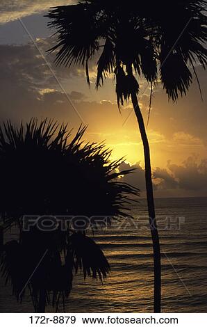 Silhouette of palm trees, Yucatan, Mexico View Large Photo Image Stock Photo - Silhouette of palm trees, Yucatan, Mexico. Fotosearch