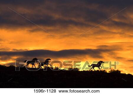 Stock Photo - Silhouette of sculpture of horses at sunrise, Grandfather Cuts Loose the Ponies" by sculptor David Govedare, Vantage, Washington State, USA". Fotosearch