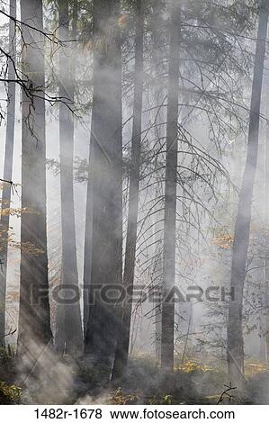 Stock Photo - Smoke in a forest, Rogue River National Forest, Oregon, USA. Fotosearch