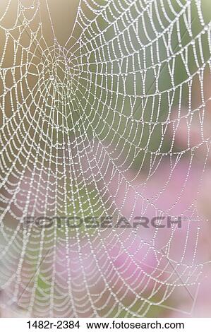 Spiderweb with dew drops View Large Photo Image Picture - Spiderweb with dew drops. Fotosearch