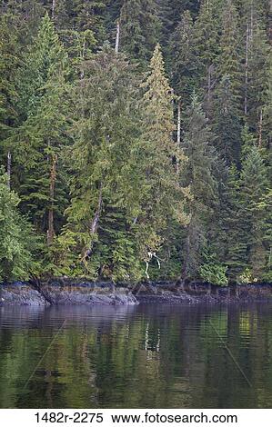 Spruce trees in a forest, Great Bear Rainforest, British Columbia, Canada View Large Photo Image Stock Photography - Spruce trees in a forest, Great Bear Rainforest, British Columbia, Canada. Fotosearch