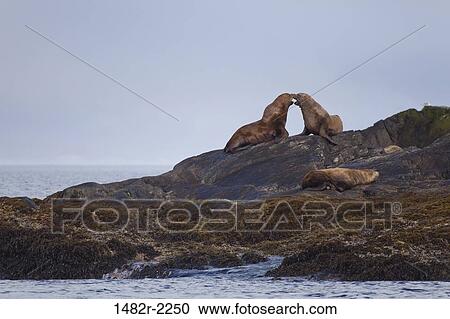 Steller sea lions (Eumetopias jubatus) on the coast, Storm Islands, British Columbia, Canada View Large Photo Image Stock Image - Steller sea lions (Eumetopias jubatus) on the coast, Storm Islands, British Columbia, Canada. Fotosearch