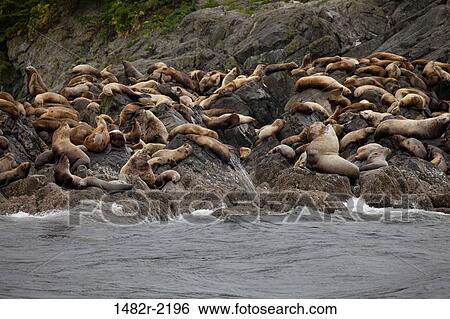 Steller sea lions (Eumetopias jubatus) at coast, Frederick Sound, Alaska, USA View Large Photo Image Stock Photograph - Steller sea lions (Eumetopias jubatus) at coast, Frederick Sound, Alaska, USA. Fotosearch