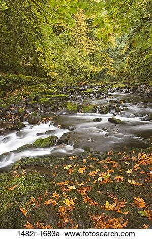 Stream flowing in a forest, Cedar Creek, Woodland, Washington State, USA View Large Photo Image Stock Image - Stream flowing in a forest, Cedar Creek, Woodland, Washington State, USA. Fotosearch
