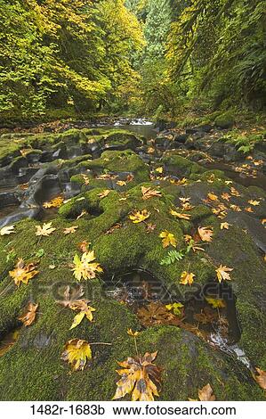 Stream flowing in a forest, Cedar Creek, Woodland, Washington State, USA View Large Photo Image Stock Image - Stream flowing in a forest, Cedar Creek, Woodland, Washington State, USA. Fotosearch