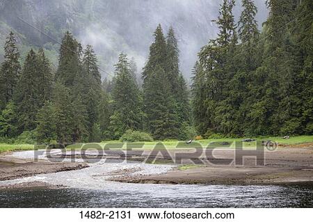 Stock Image - Stream flowing through a forest, Misty Fiords National Monument, Alaska, USA. Fotosearch