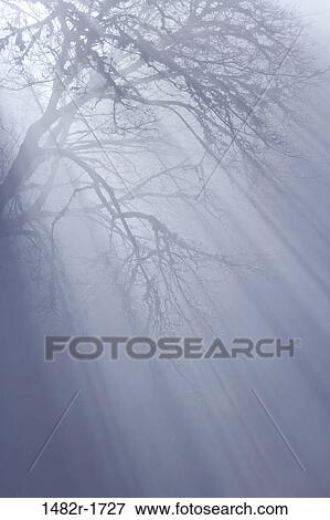 Stock Photo - Sunbeams through trees in fog, Scenic Beach State Park, Seabeck, Washington State, USA. Fotosearch