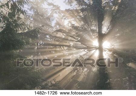Sunbeams through trees in fog, Scenic Beach State Park, Seabeck, Washington State, USA View Large Photo Image Stock Photograph - Sunbeams through trees in fog, Scenic Beach State Park, Seabeck, Washington State, USA. Fotosearch