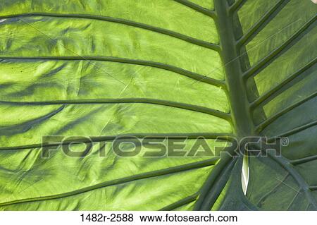 Stock Photo - Sunlight on leaf, San Miguel de Allende, Guanajuato, Mexico. Fotosearch