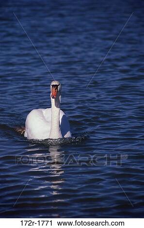 Swan swimming in water View Large Photo Image Stock Image - Swan swimming in water. Fotosearch