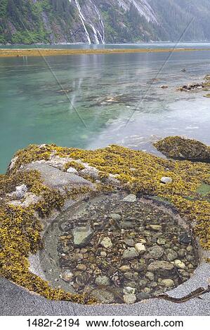 Picture - Tidal pool at coast, Endicott Arm, Alaska, USA. Fotosearch