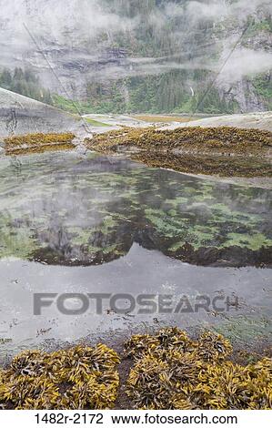 Tidal pools at coast, Endicott Arm, Alaska, USA View Large Photo Image Stock Image - Tidal pools at coast, Endicott Arm, Alaska, USA. Fotosearch