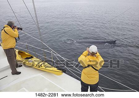 Tourists photographing Humpback whales (Megaptera novaeangliae), British Columbia, Canada View Large Photo Image Stock Image - Tourists photographing Humpback whales (Megaptera novaeangliae), British Columbia, Canada. Fotosearch