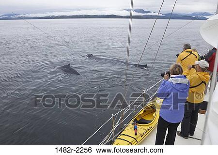 Tourists photographing Humpback whales (Megaptera novaeangliae), British Columbia, Canada View Large Photo Image Stock Photograph - Tourists photographing Humpback whales (Megaptera novaeangliae), British Columbia, Canada. Fotosearch