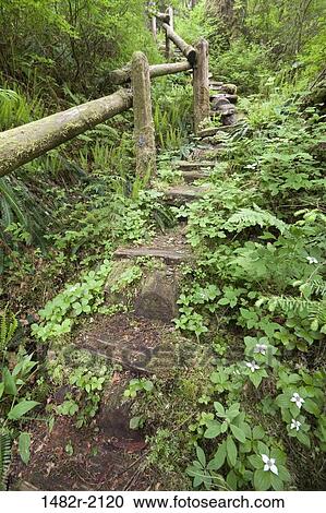 Trail passing through a forest, Misty Fiords National Monument, Alaska, USA View Large Photo Image Stock Image - Trail passing through a forest, Misty Fiords National Monument, Alaska, USA. Fotosearch